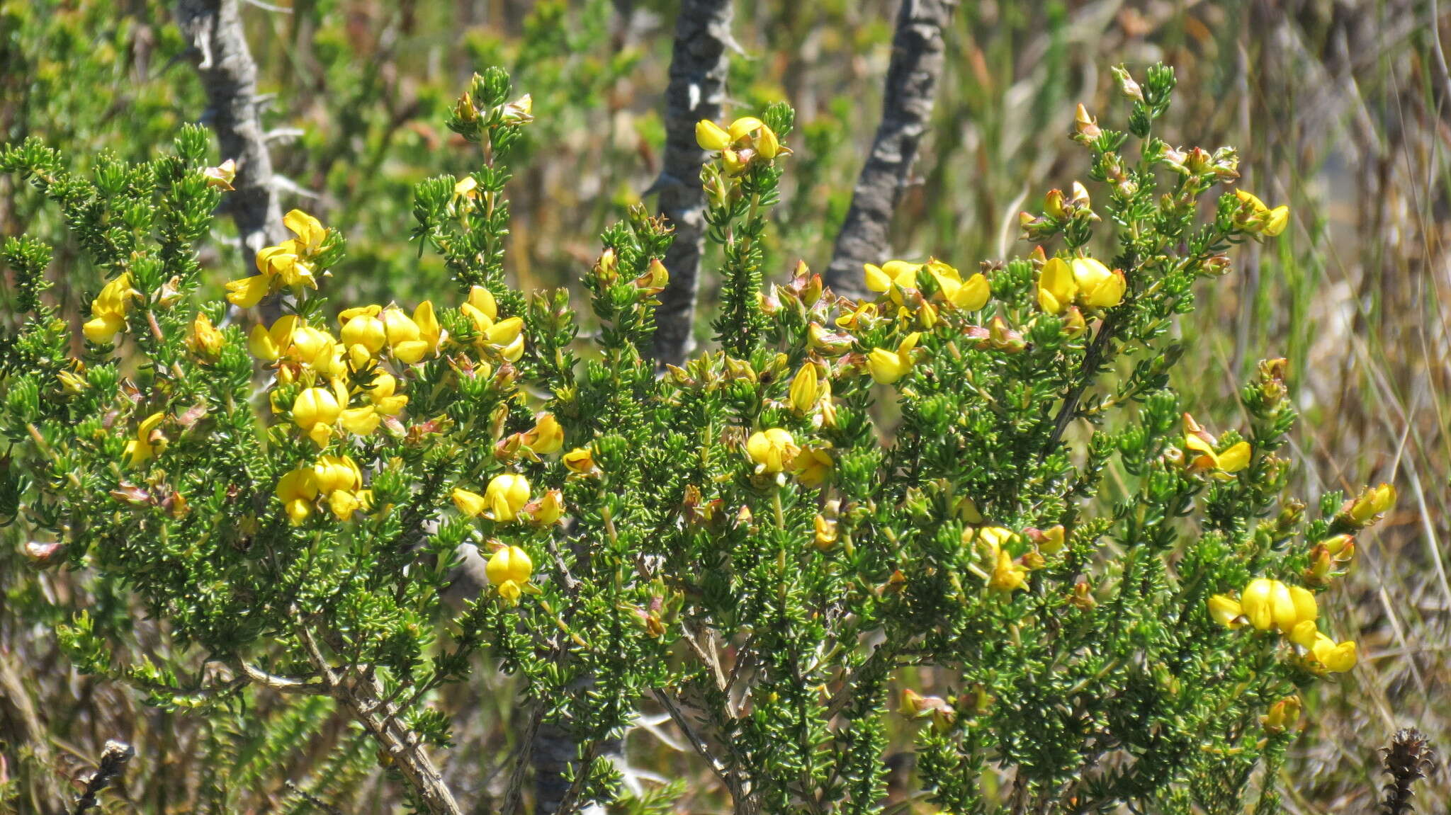 صورة Aspalathus capensis (Walp.) R. Dahlgren