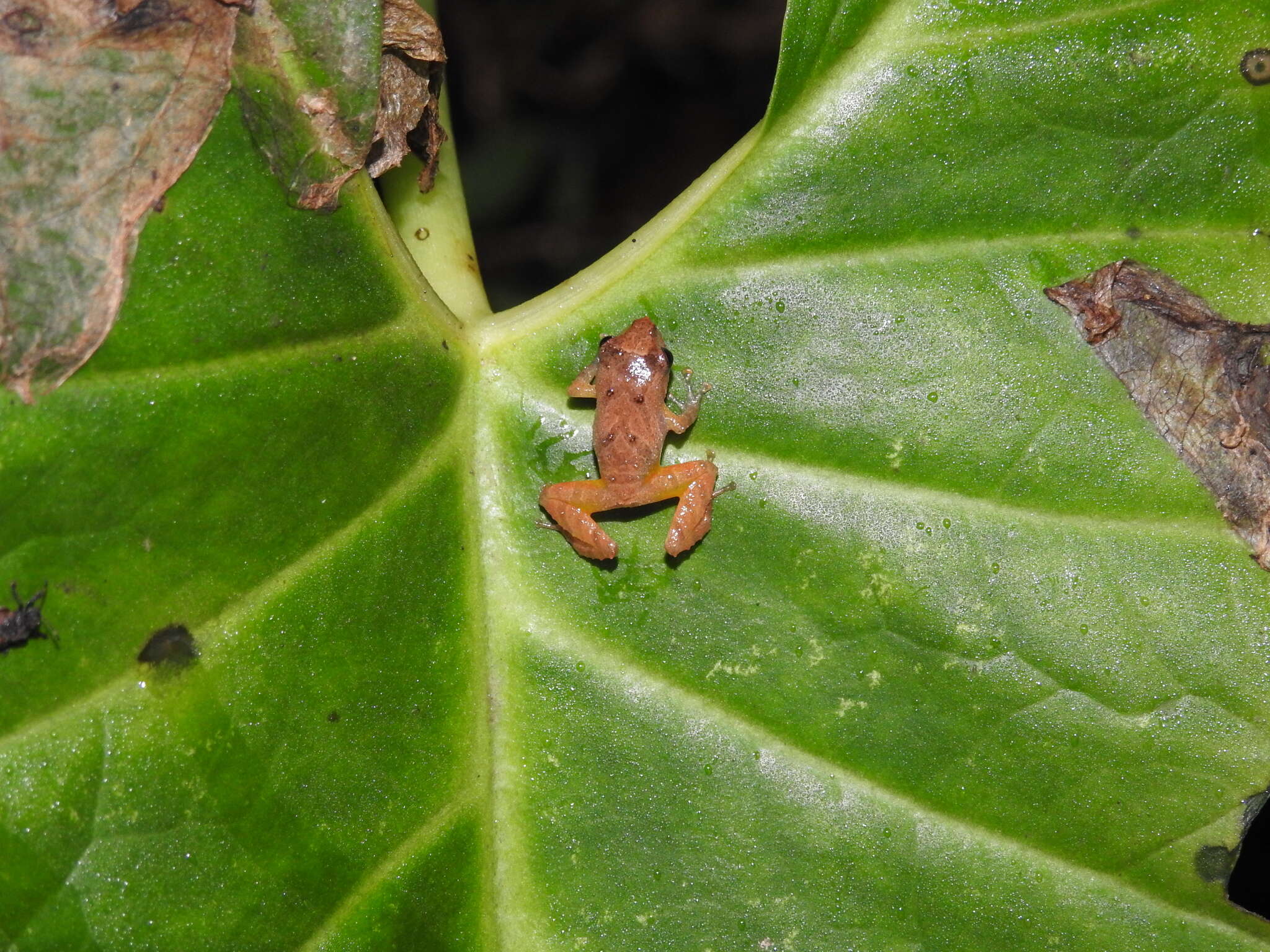 Image de Pristimantis palmeri (Boulenger 1912)