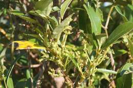 Image of Coprosma lucida J. R. Forst. & G. Forst.