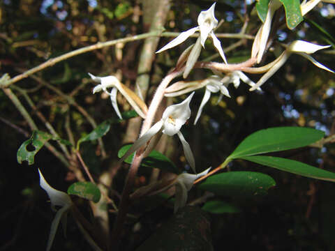 Image of Eltroplectris schlechteriana (Porto & Brade) Pabst