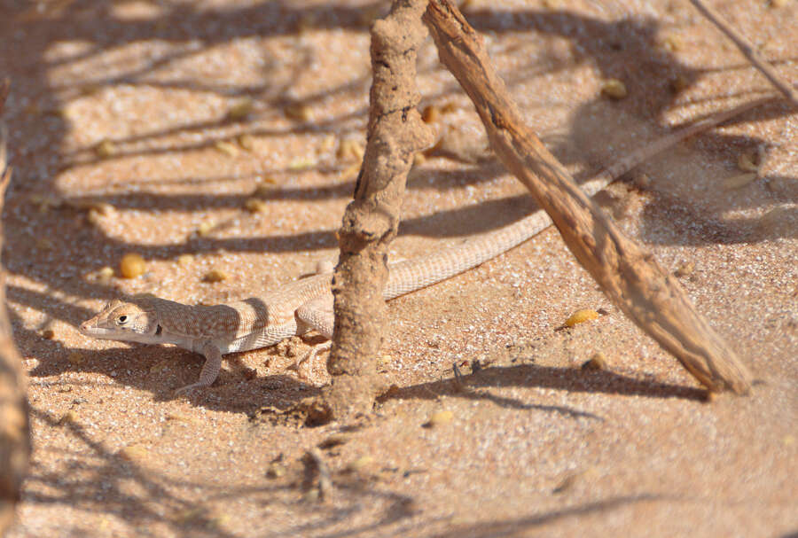 Image of Schmidt's Fringe-toed Lizard