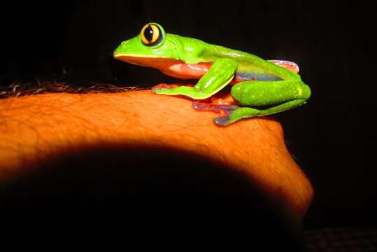 Image of blue-sided leaf frog