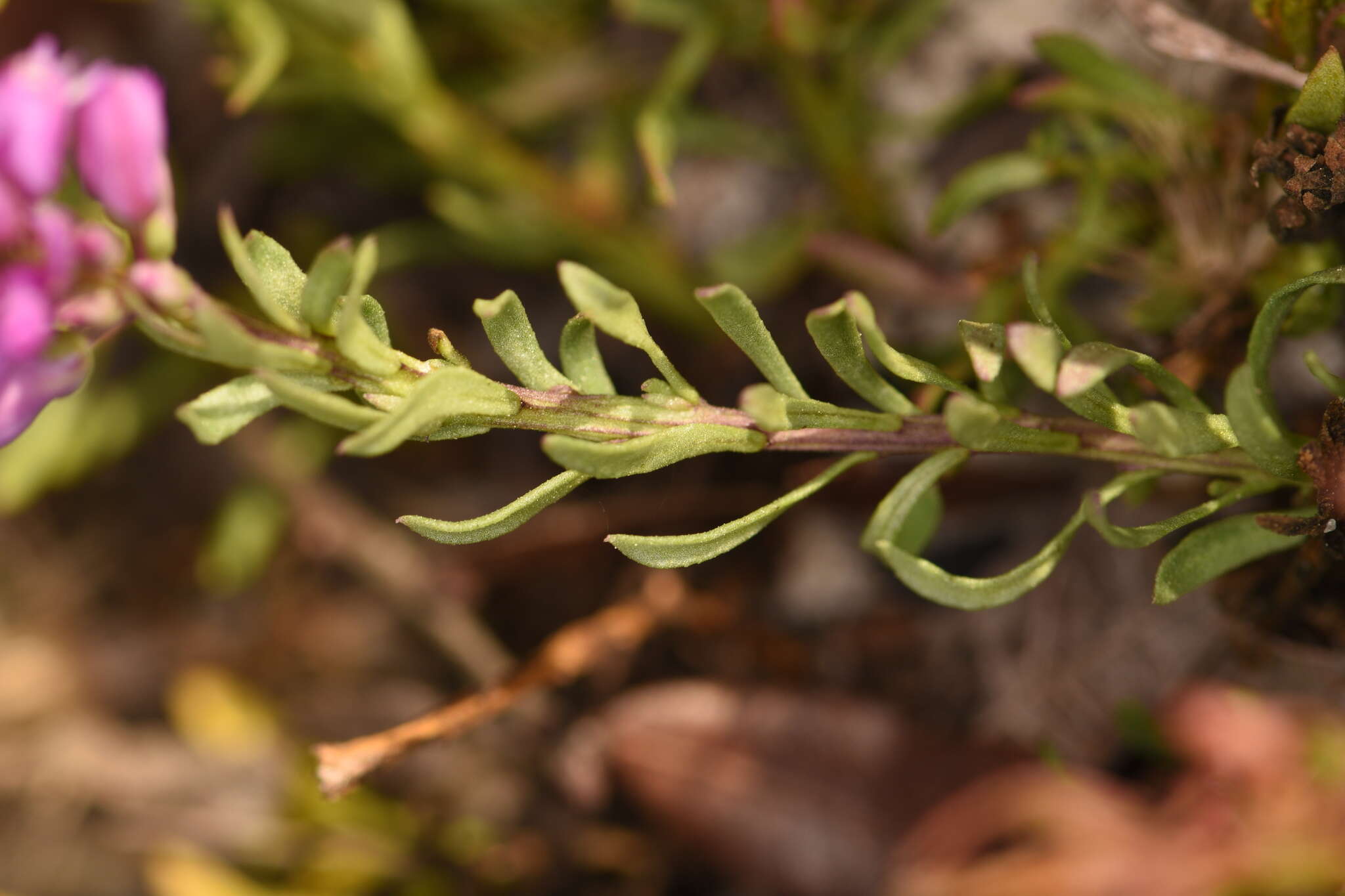 Image of Lewton's milkwort