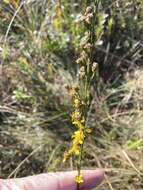 Image of Virginia Goldenrod