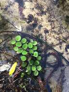 Image of water spangles