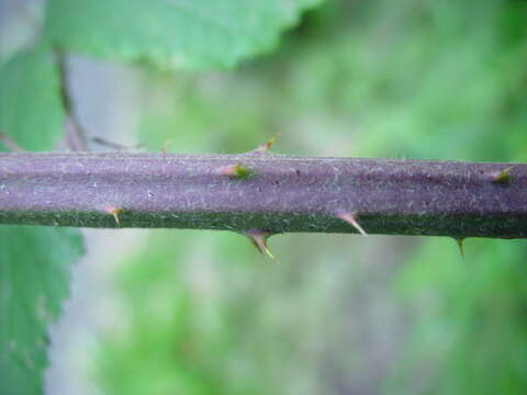 صورة Rubus macrophyllus Weihe & Nees