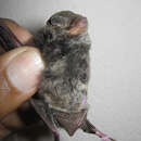 Image of Mozambican Long-fingered Bat