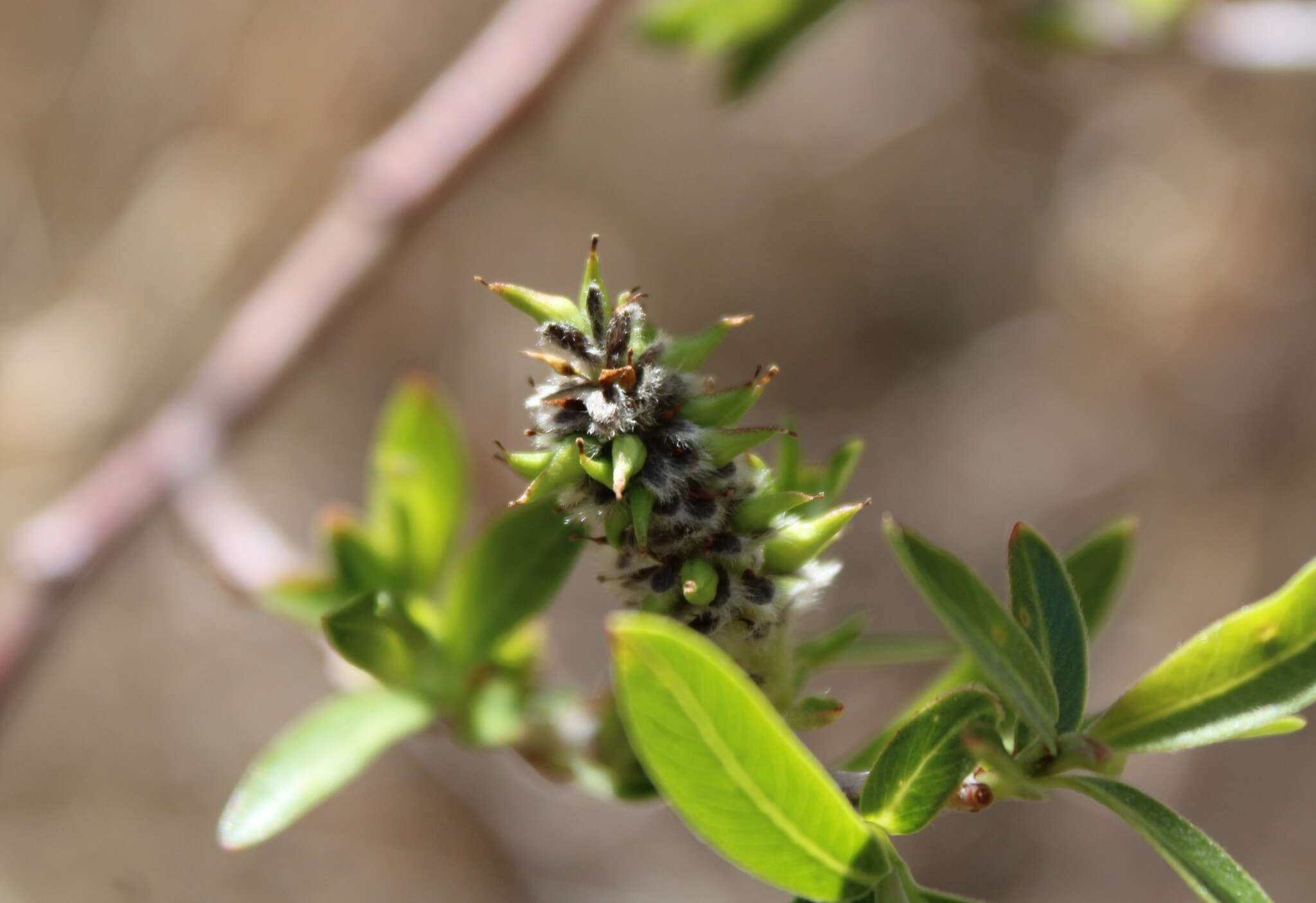 Imagem de Salix irrorata Anderss.