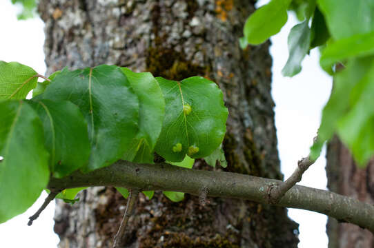 Plancia ëd Taphrina bullata (Berk.) Tul. 1866