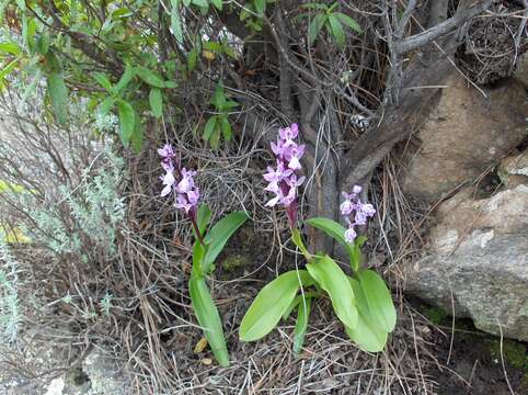 Orchis patens subsp. canariensis (Lindl.) Asch. & Graebn. resmi