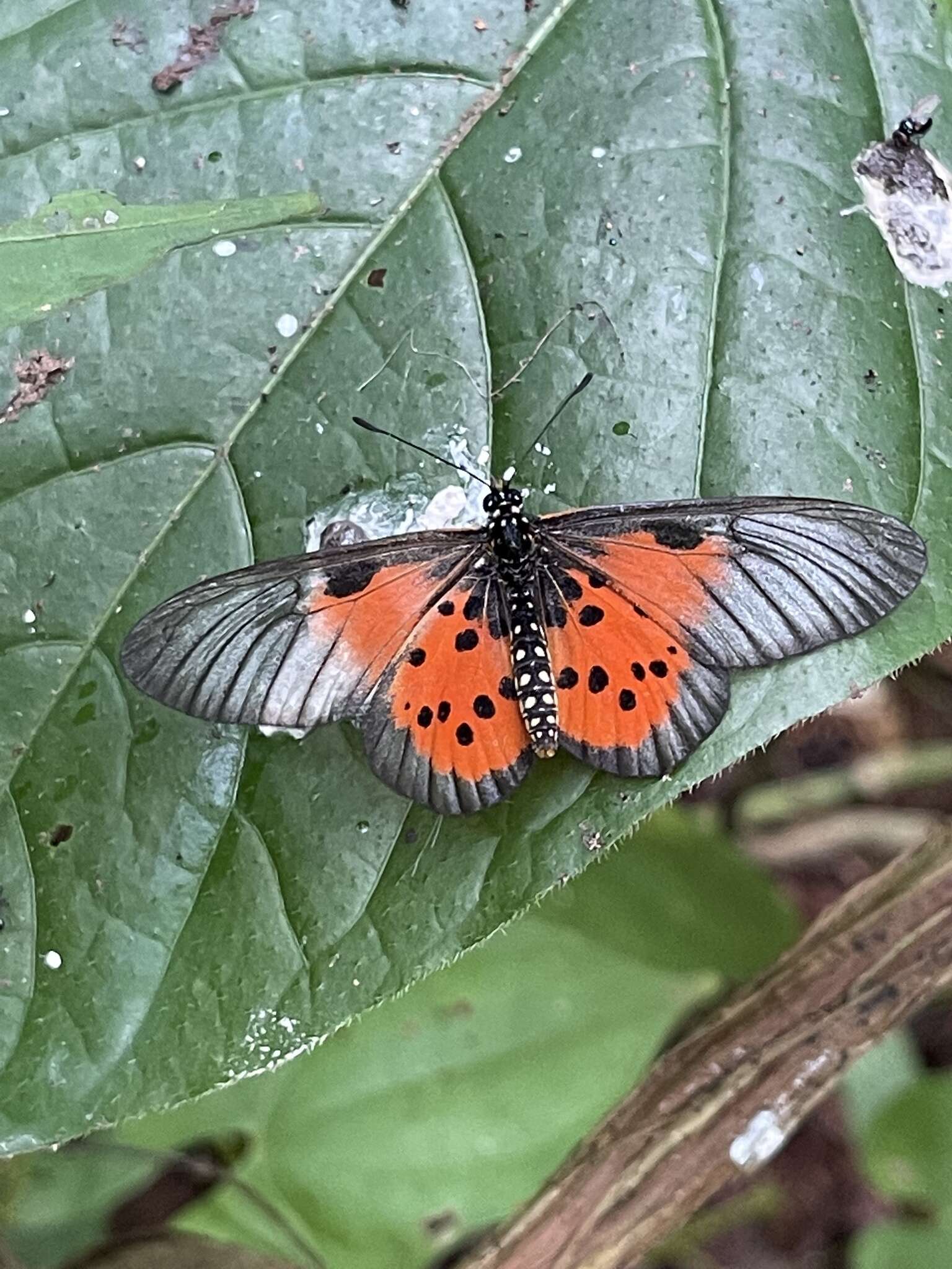 Image de Acraea iturina Grose-Smith 1890