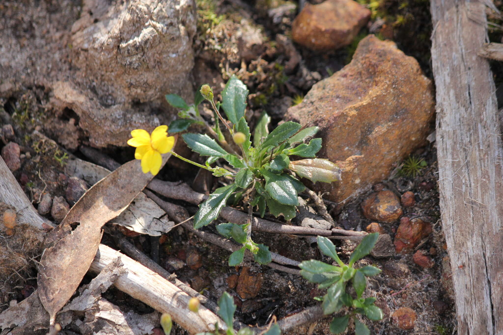 Image of Goodenia blackiana R. C. Carolin