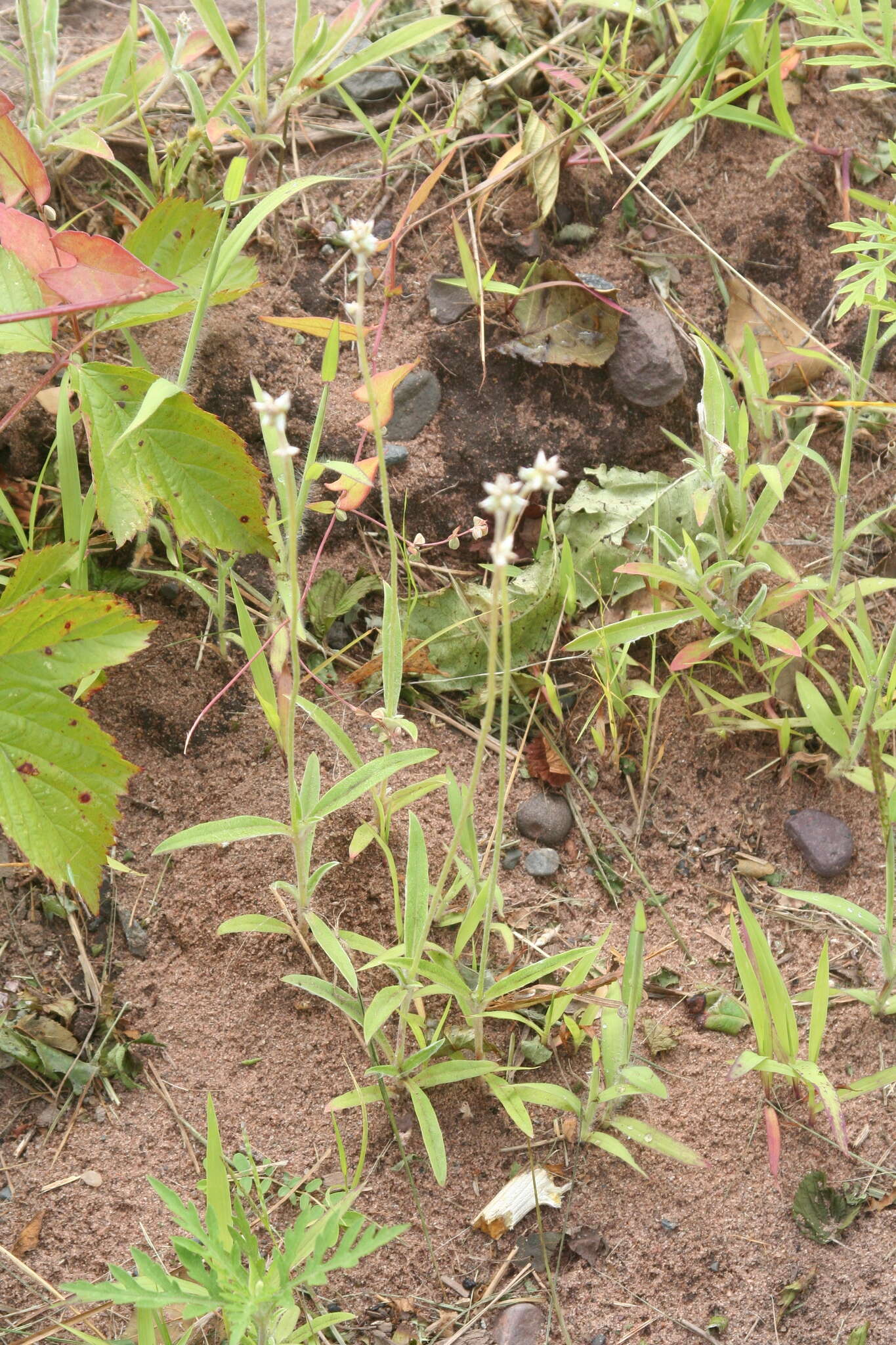 Image of slender snakecotton