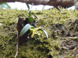 Image of green fly orchid