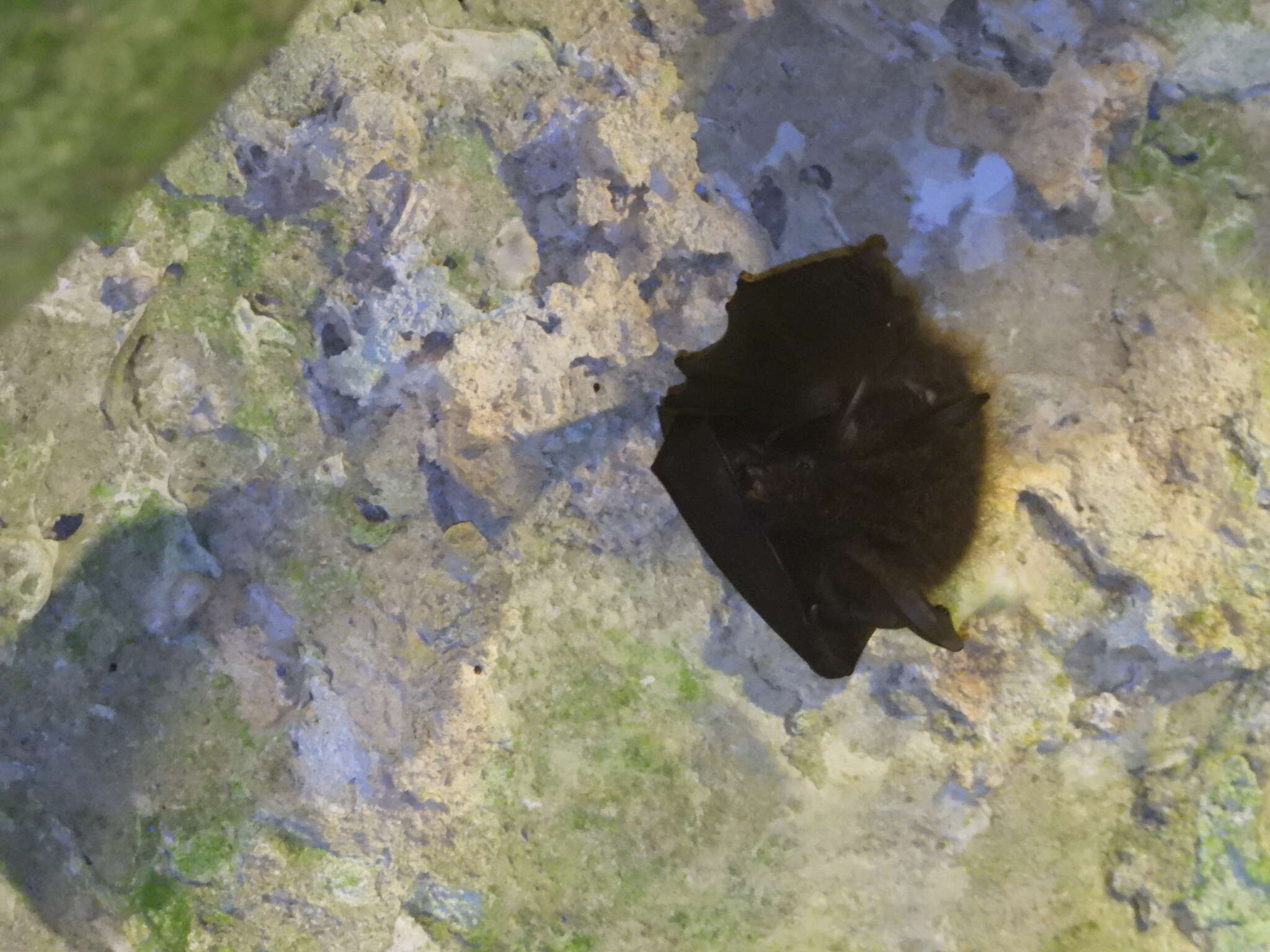 Image of Formosan Woolly Horseshoe Bat