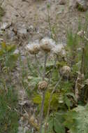 Image of Dolomiaea sulcata