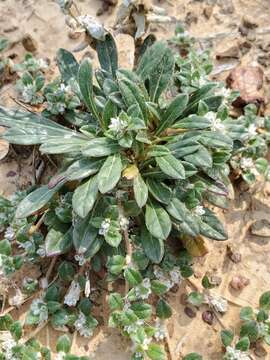 Image of woolly cottonflower