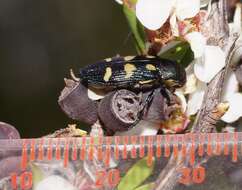 Image of Castiarina tasmaniensis (Barker 1986)