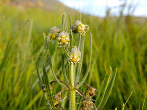 Image of Miraglossum verticillare (Schltr.) F. K. Kupicha