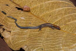 Sivun Iphisa elegans Gray 1851 kuva
