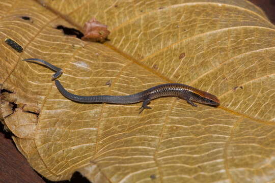 Imagem de Iphisa elegans Gray 1851