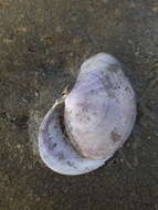 Image of California mahogany-clam