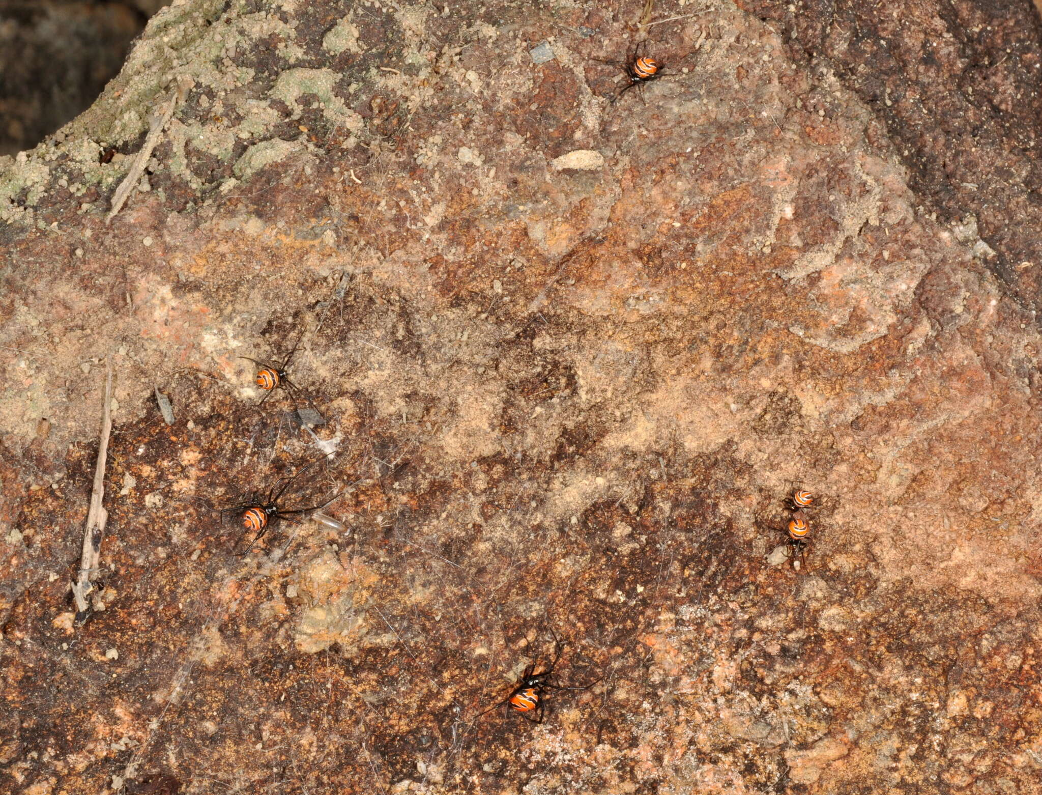 Latrodectus curacaviensis (Müller 1776)的圖片