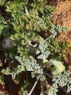 Image of Pelargonium griseum Knuth