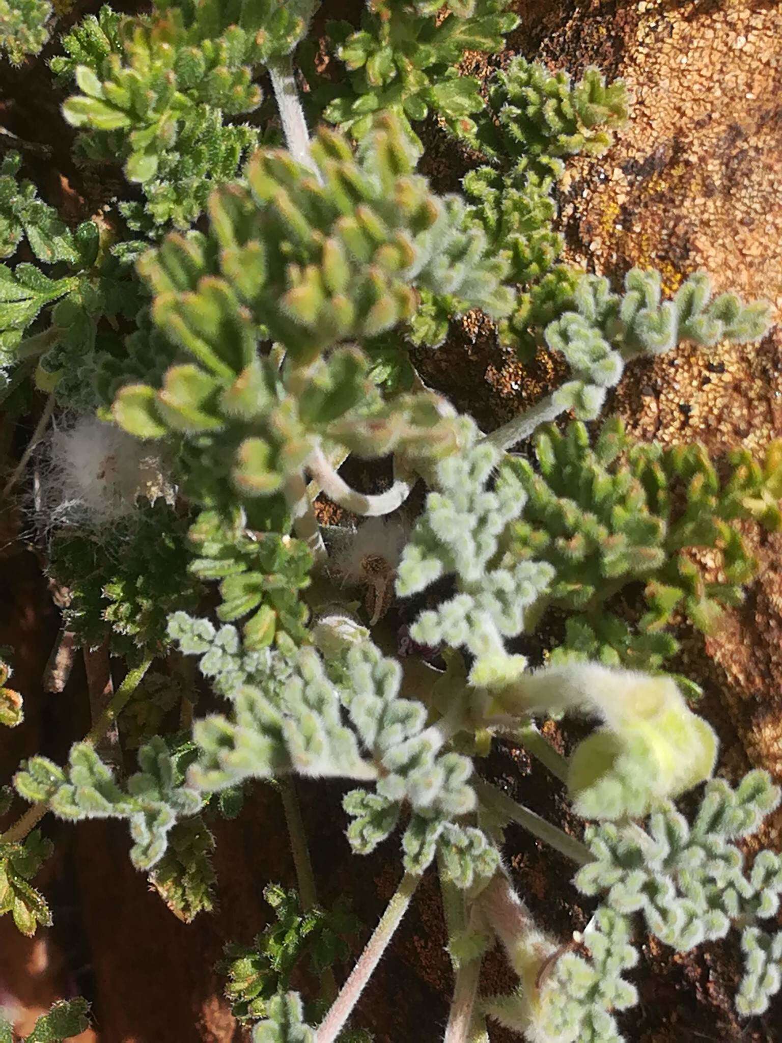 Image of Pelargonium griseum Knuth