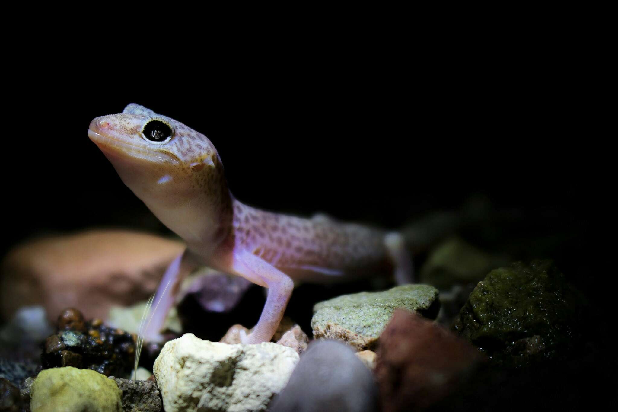 Image of Genetzter Krallengecko