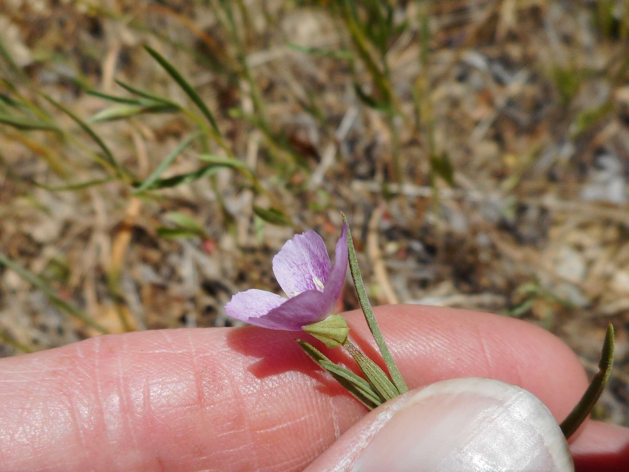 Imagem de Clarkia affinis H. & M. Lewis