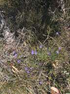 Image of Agrostocrinum hirsutum (Lindl.) Keighery