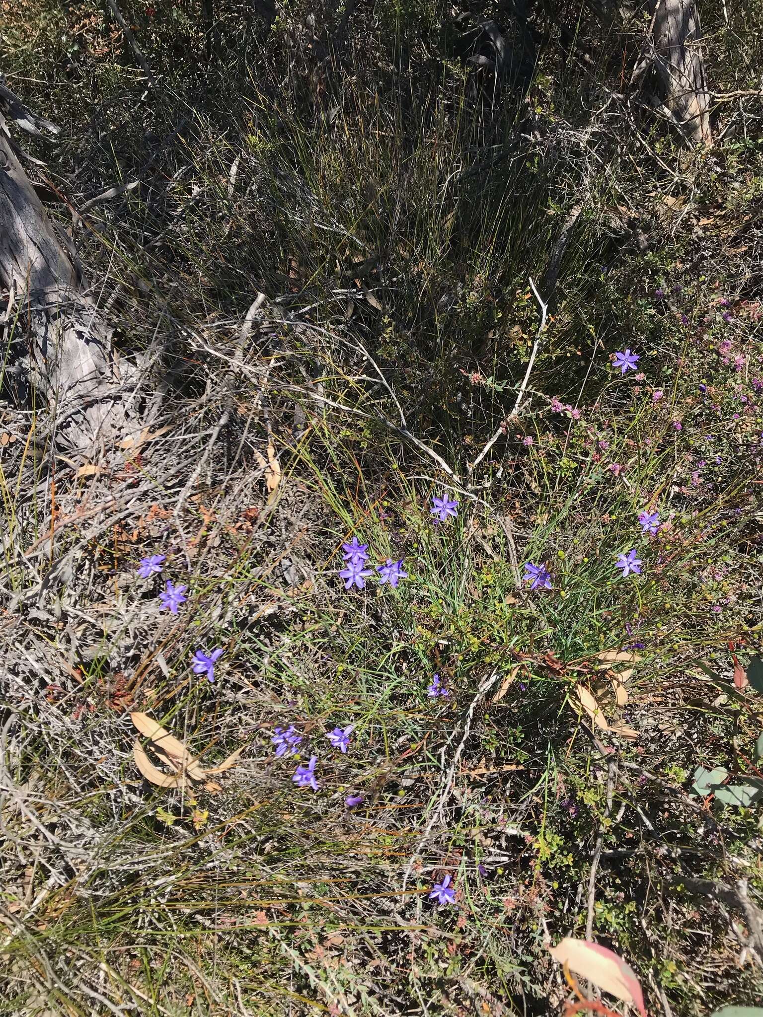 Image of Agrostocrinum hirsutum (Lindl.) Keighery