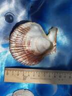 Azumapecten farreri (Jones & Preston 1904) resmi