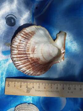 Azumapecten Habe 1977 resmi