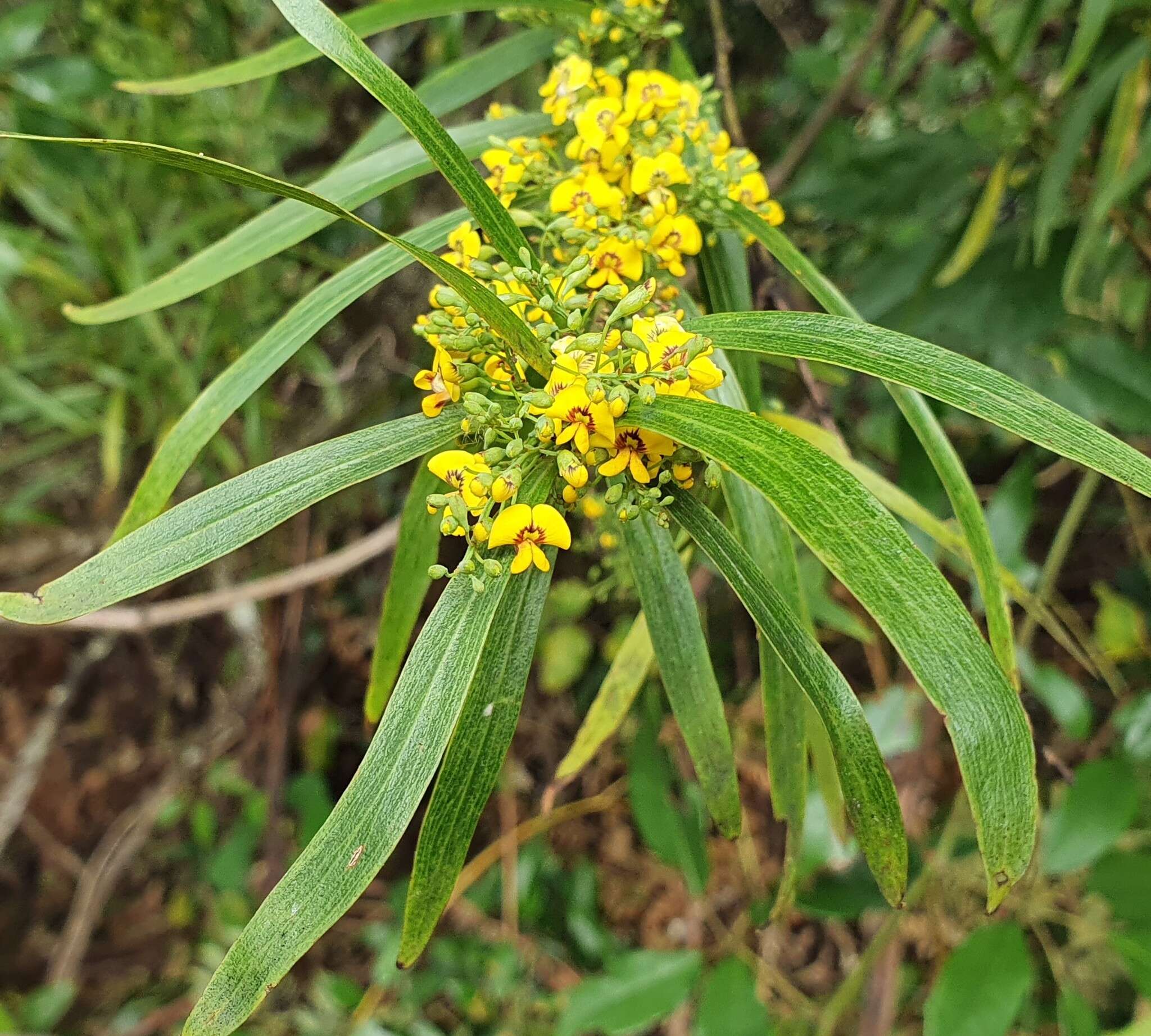 Imagem de Daviesia arborea W. Hill