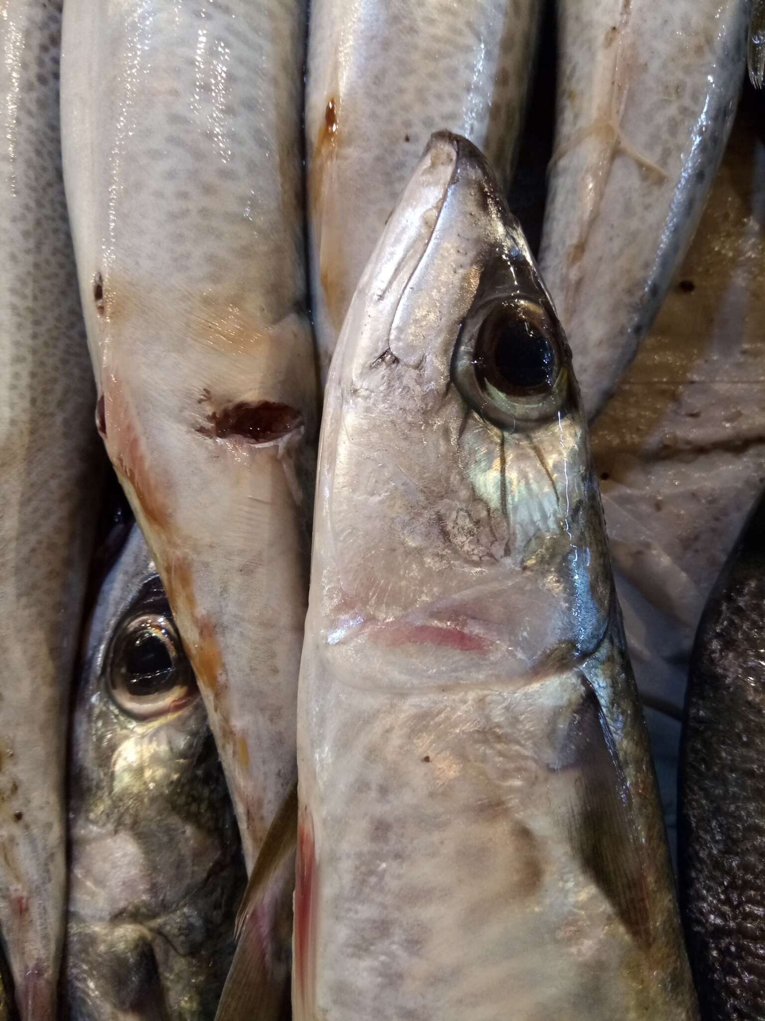 Image of Atlantic Chub Mackerel