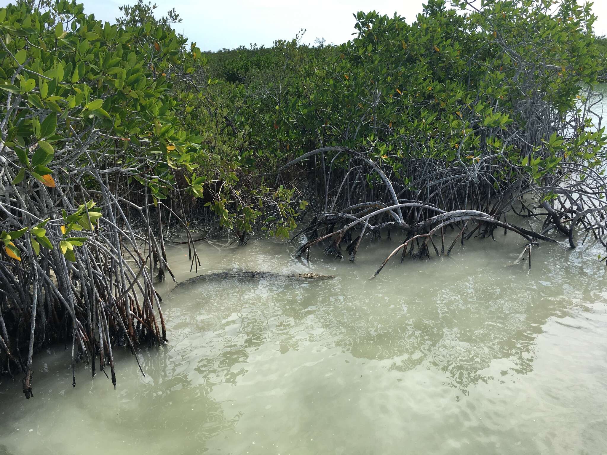 Image of Belize Crocodile