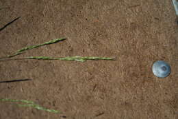 Deschampsia elongata (Hook.) Munro的圖片