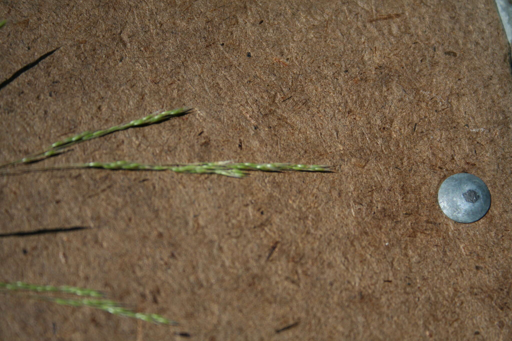 Imagem de Deschampsia elongata (Hook.) Munro