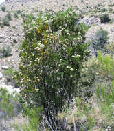 Image of Arizona rosewood