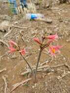 Image of Zephyranthes advena