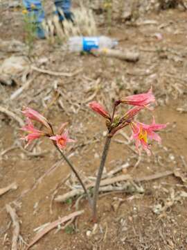 Image of Zephyranthes advena