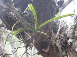 Image of Cyrtorchis praetermissa subsp. zuluensis (E. R. Harrison) H. P. Linder