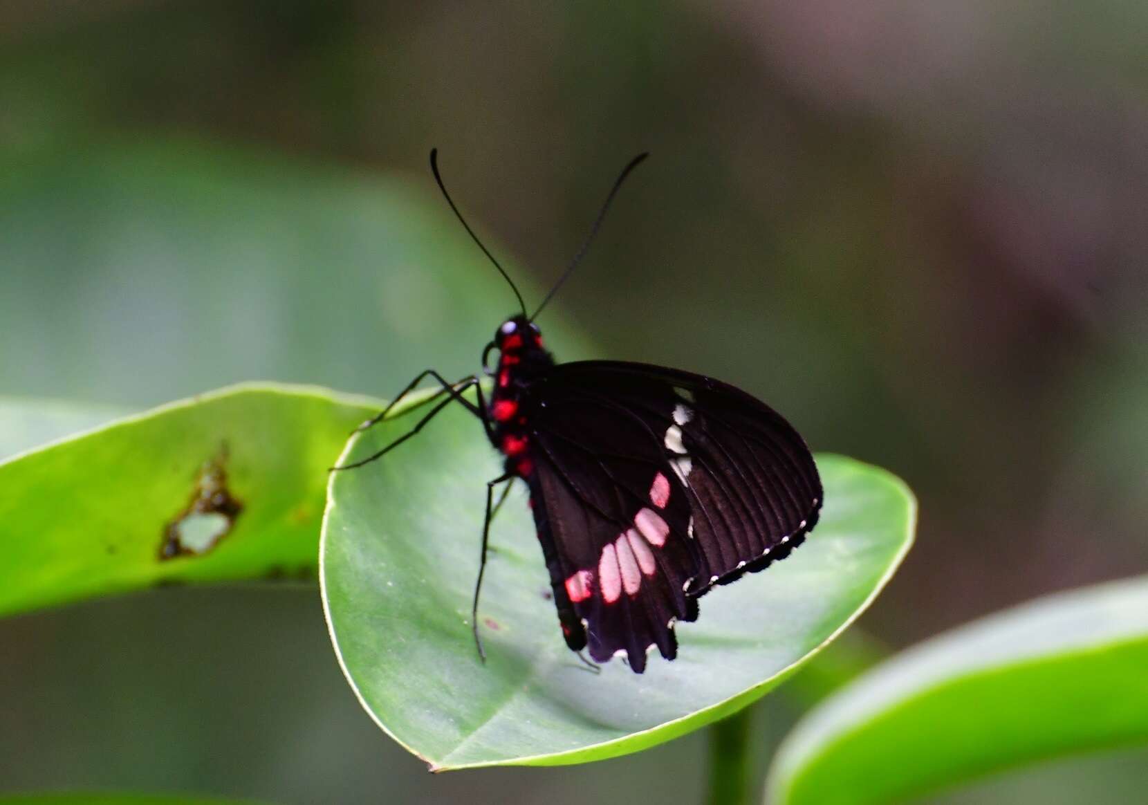 صورة Parides panares (Gray (1853))