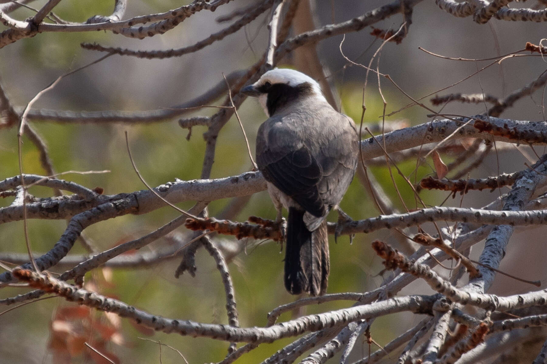 Image of Southern White-crowned Shrike