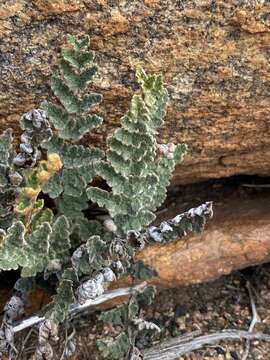 Cheilanthes canescens (Kunze) Mett.的圖片