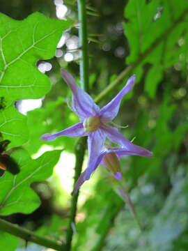 Image of Solanum mahoriense W. G. D' Arcy & A. Rakotozafy