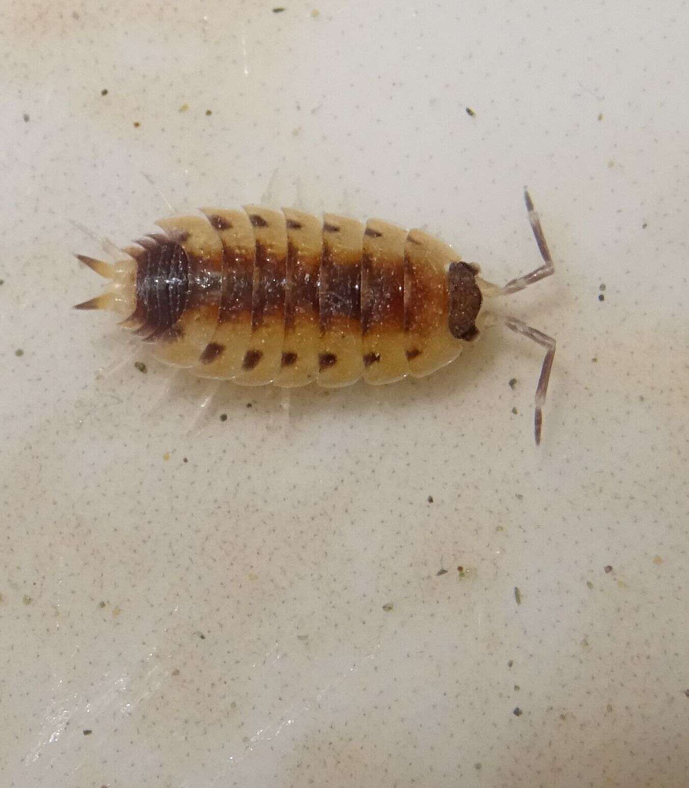 صورة Proporcellio vulcanius (Verhoeff 1908)