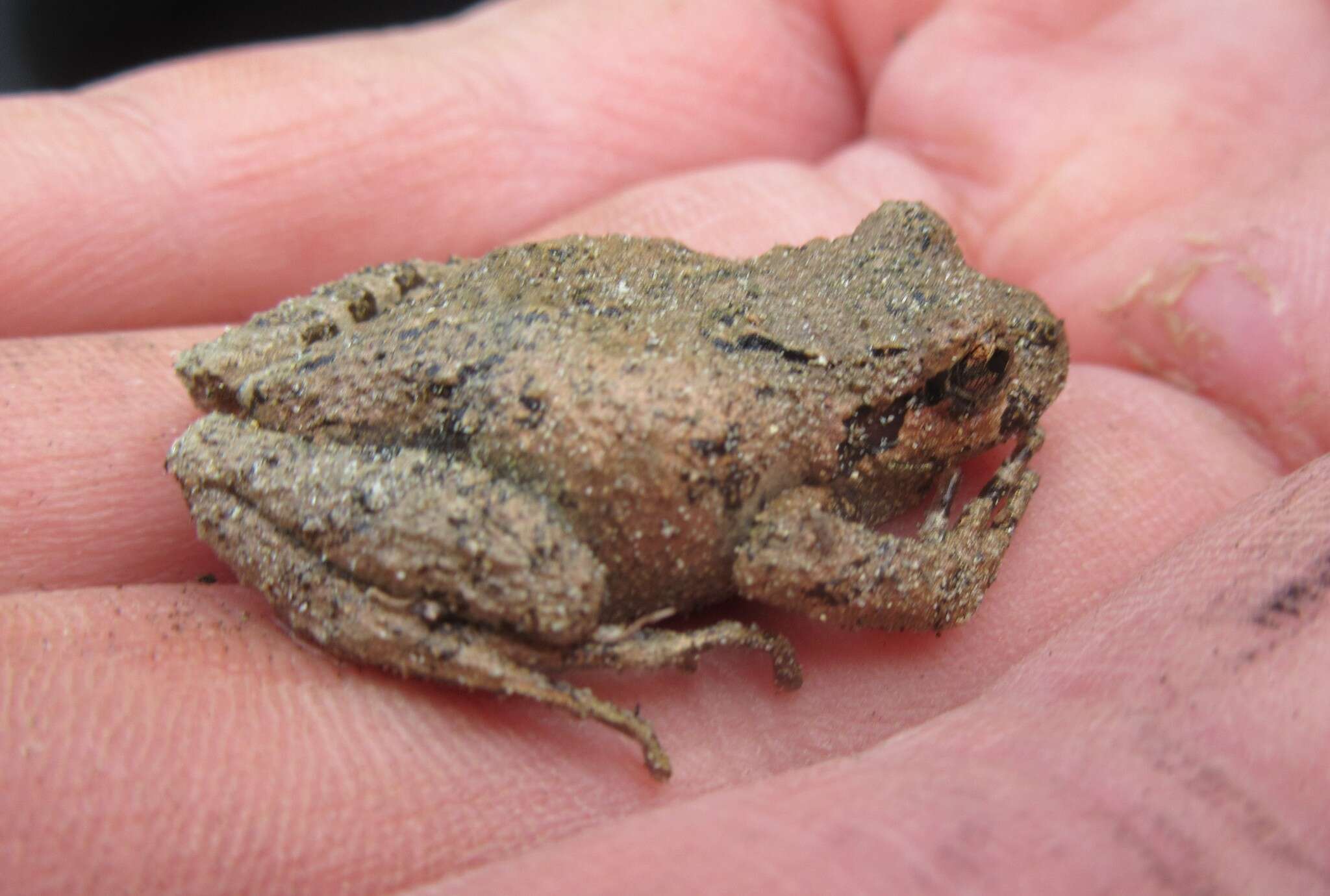 Image of Gray wood frog